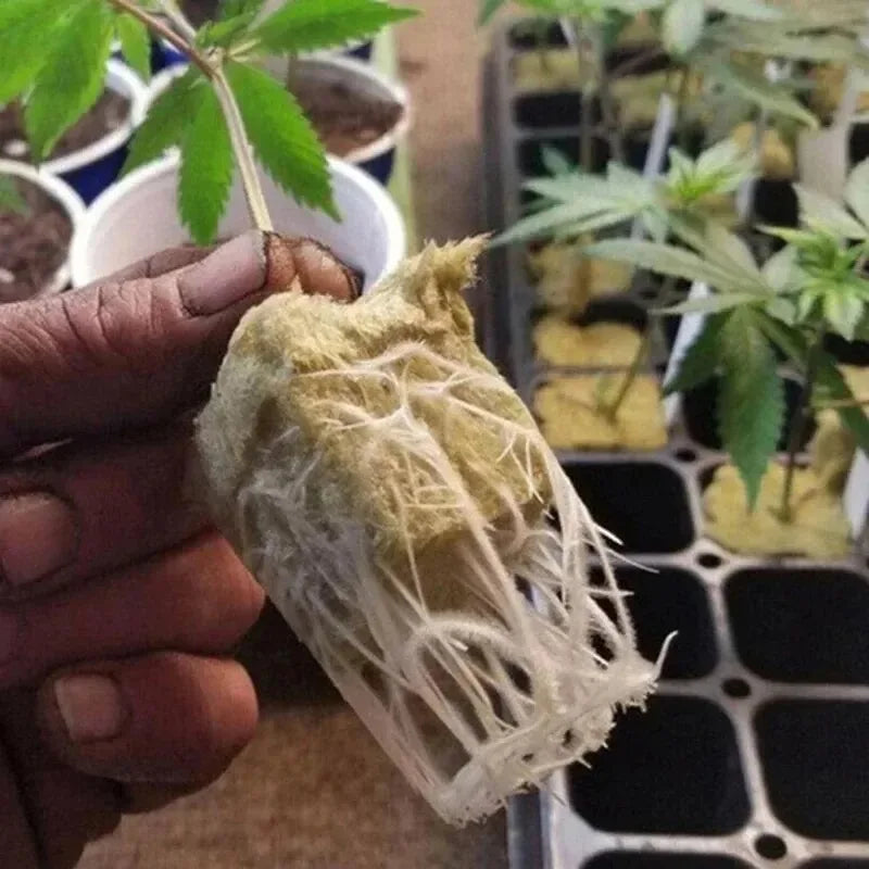 Stonewool Hydroponic Grow Media Cubes