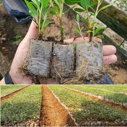 100pcs Biodegradable Seed Nursery Bags